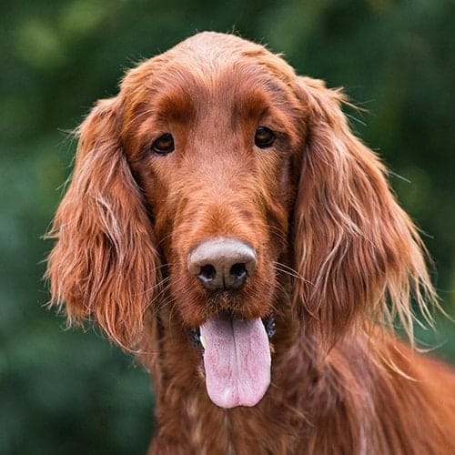 Remy the Irish Setter is available for adoption