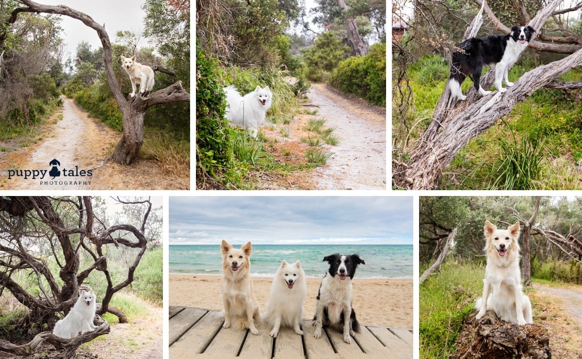 puppytalesphotography seaford foreshore walk 13