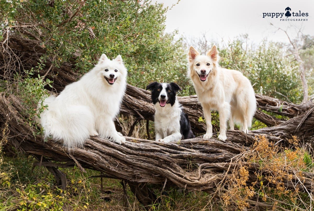 puppytalesphotography seaford foreshore walk 9