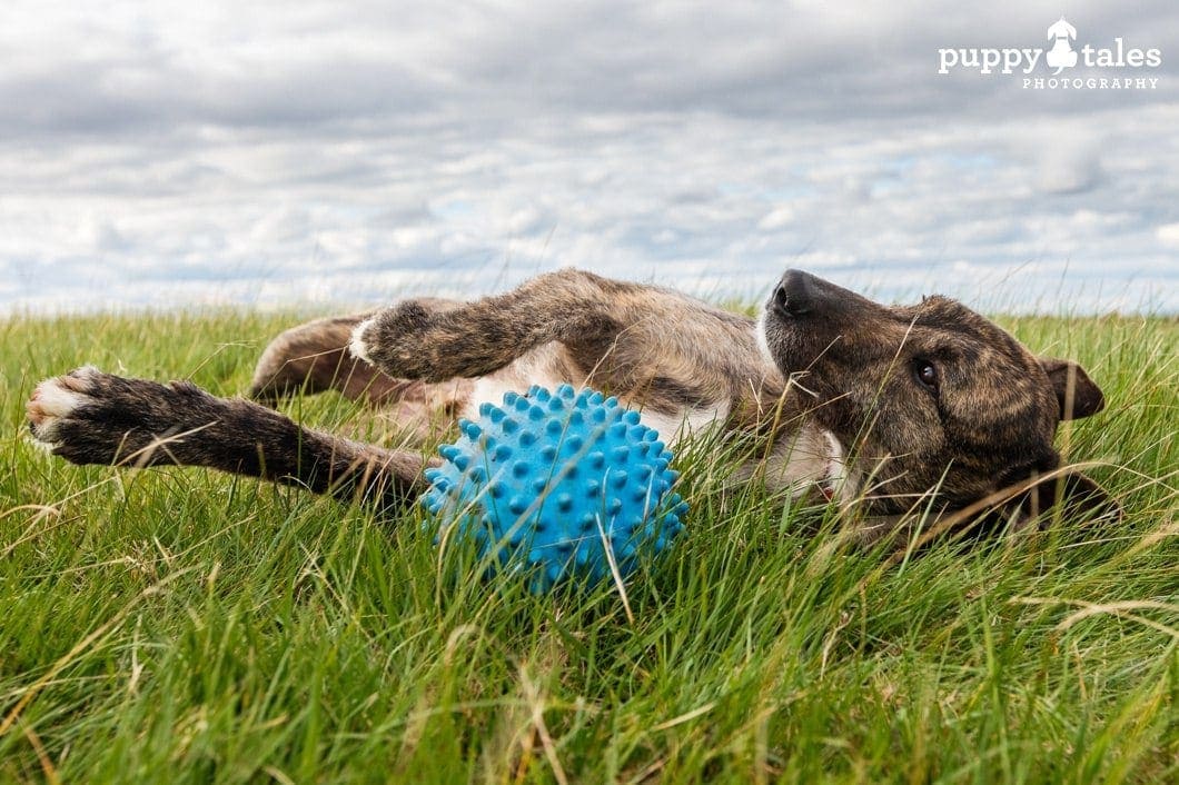 Wolfhound x Woody is available for adoption