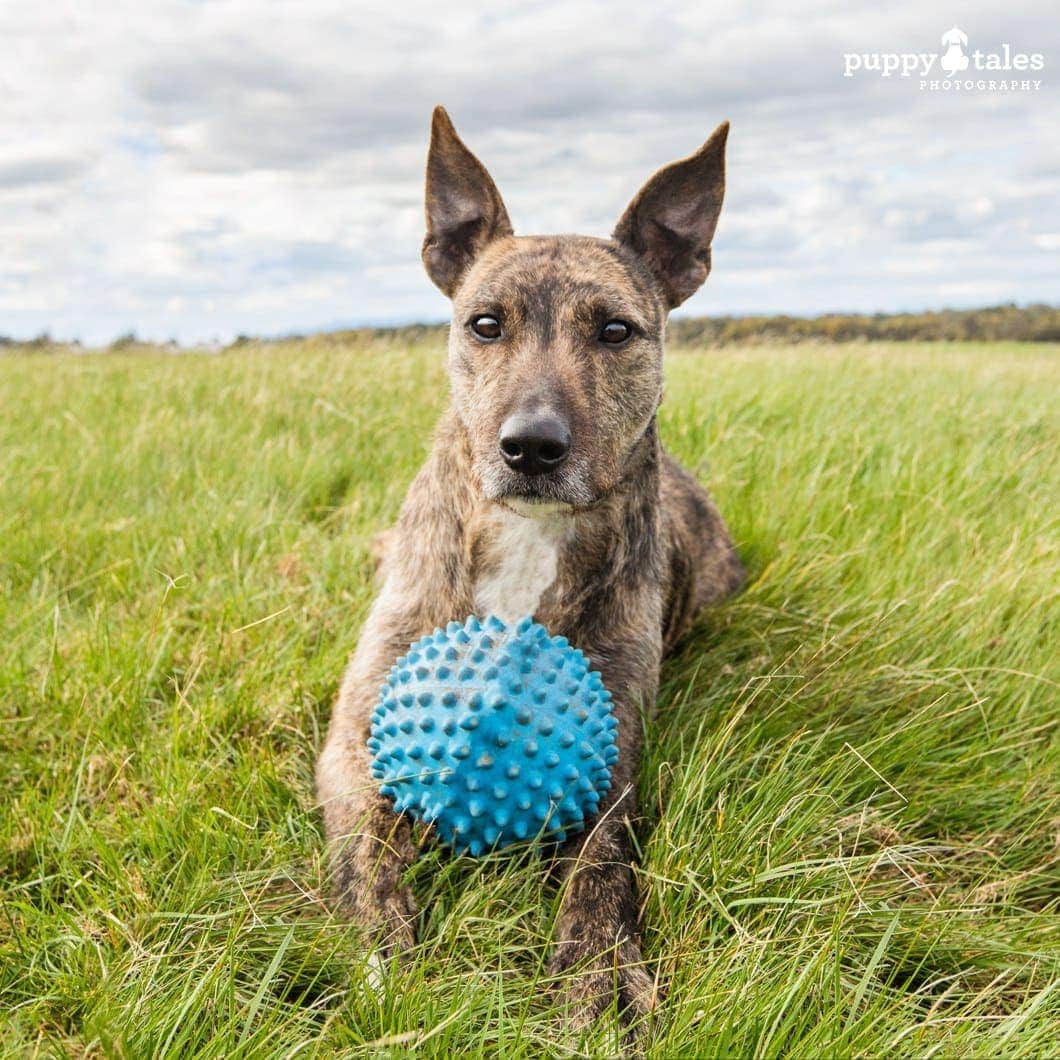 Wolfhound x Woody is available for adoption