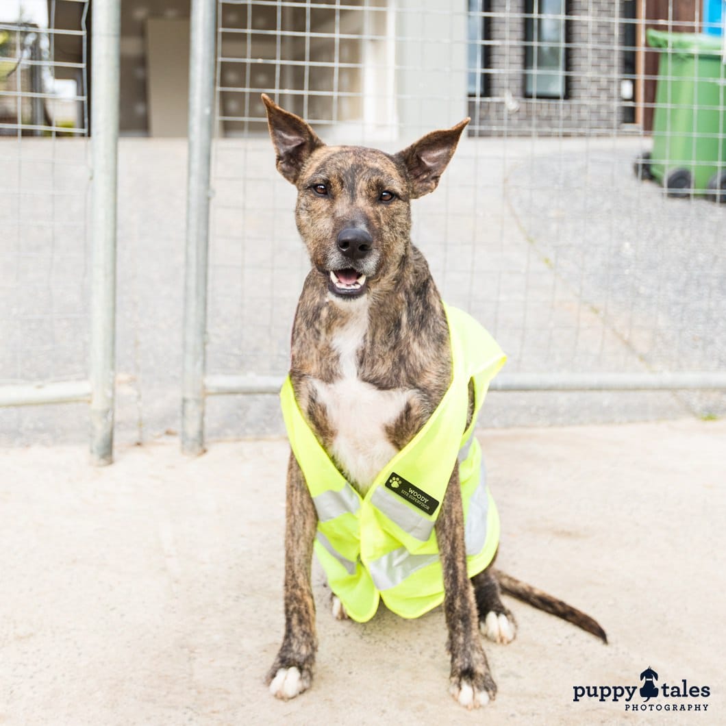 Wolfhound Woody who's available for Adoption would make a pawfect site foreman!