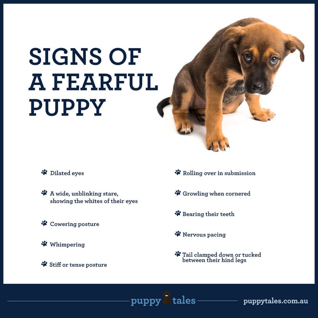 what are the signs of a fearful dog