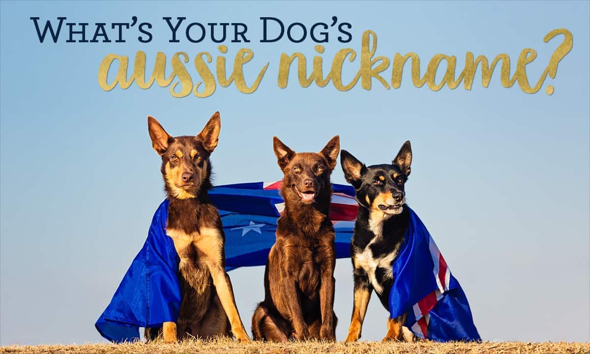 For Australia Day this year we're asking...What's your dog's Aussie nickname!