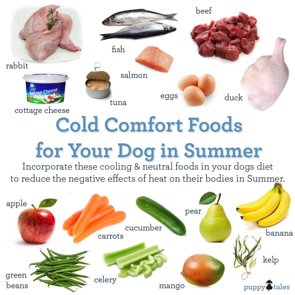 Cool Treats For Your Dog On Hot Days Puppy Tales