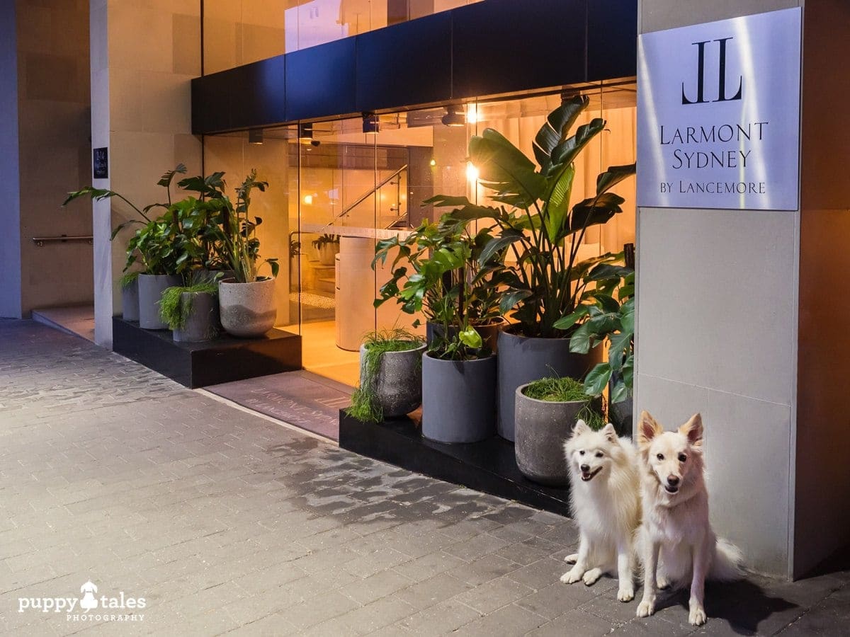 puppytalesphotography Dog Friendly Larmont Hotel Potts Point Sydney 21