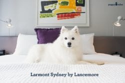 Larmont Sydney, Dog Friendly Hotel Accommodation in Sydney, Australia.