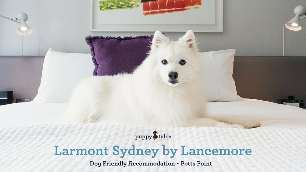 puppytalesphotography Dog Friendly Larmont Hotel Potts Point Sydney