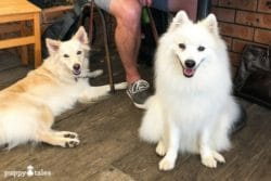 Dog friendly cafes & restaurants Bermagui