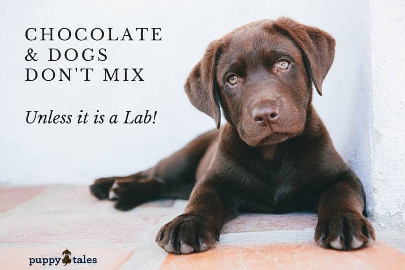 Chocolate Labs dont Mix Title