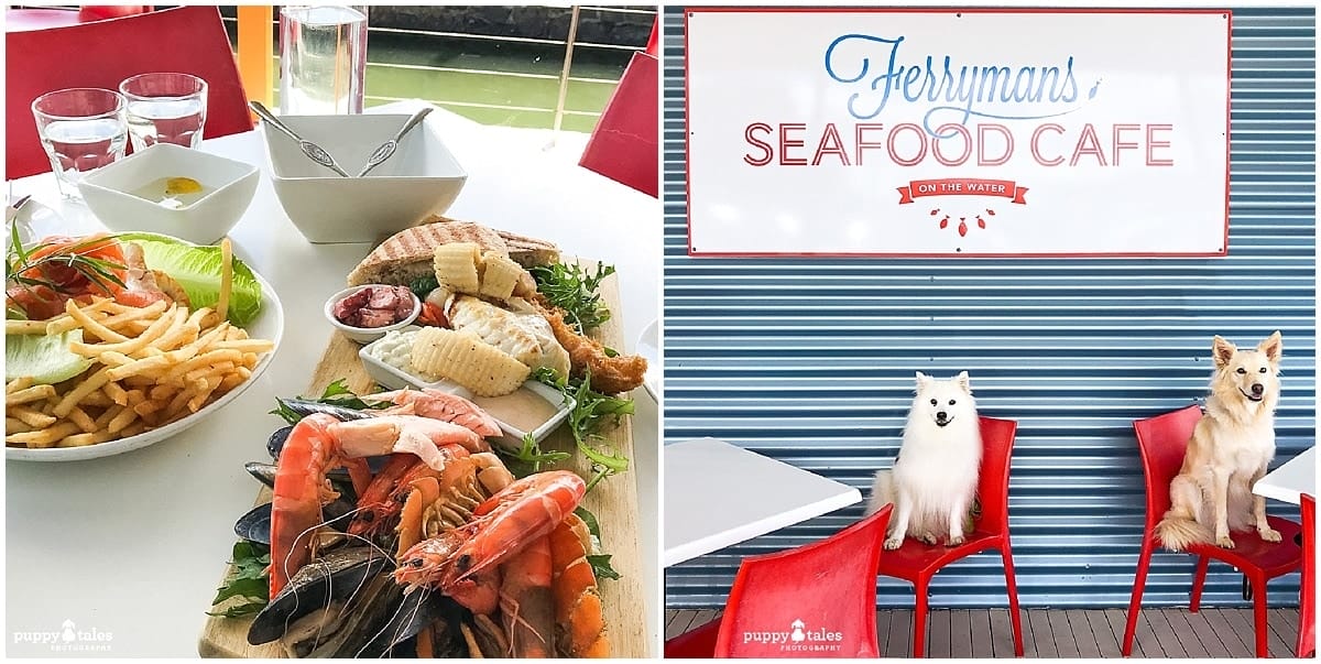 Japanese Spitz Border Collie Keiko Summer Ferrymans Seafood Cafe Lakes Entrance