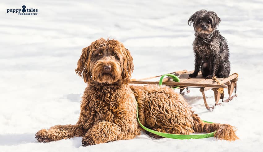 Frequently Asked Questions for Taking your dogs to the Snow at Dinner Plain