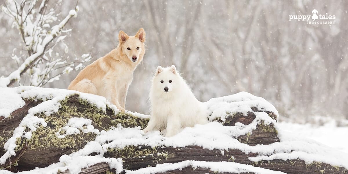 Frequently Asked Questions for Taking your dogs to the Snow at Dinner Plain