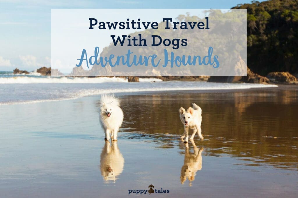 Pawsitive Travel With Dogs Adventure Hounds Title Pic