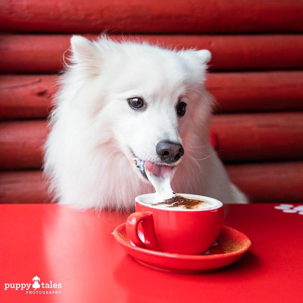 Pawsitive Travel With Dogs Gourmet Experiences Dogs About Town Cappuccinos & Puppaccinos