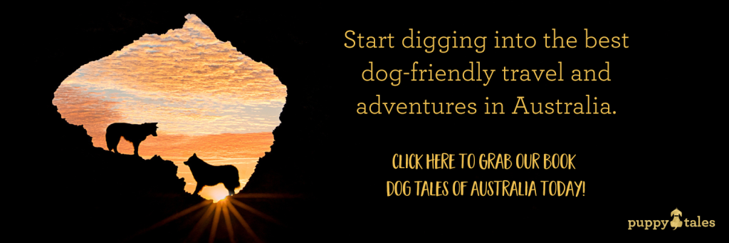Dig into the best dog-friendly travel and adventures in Australia