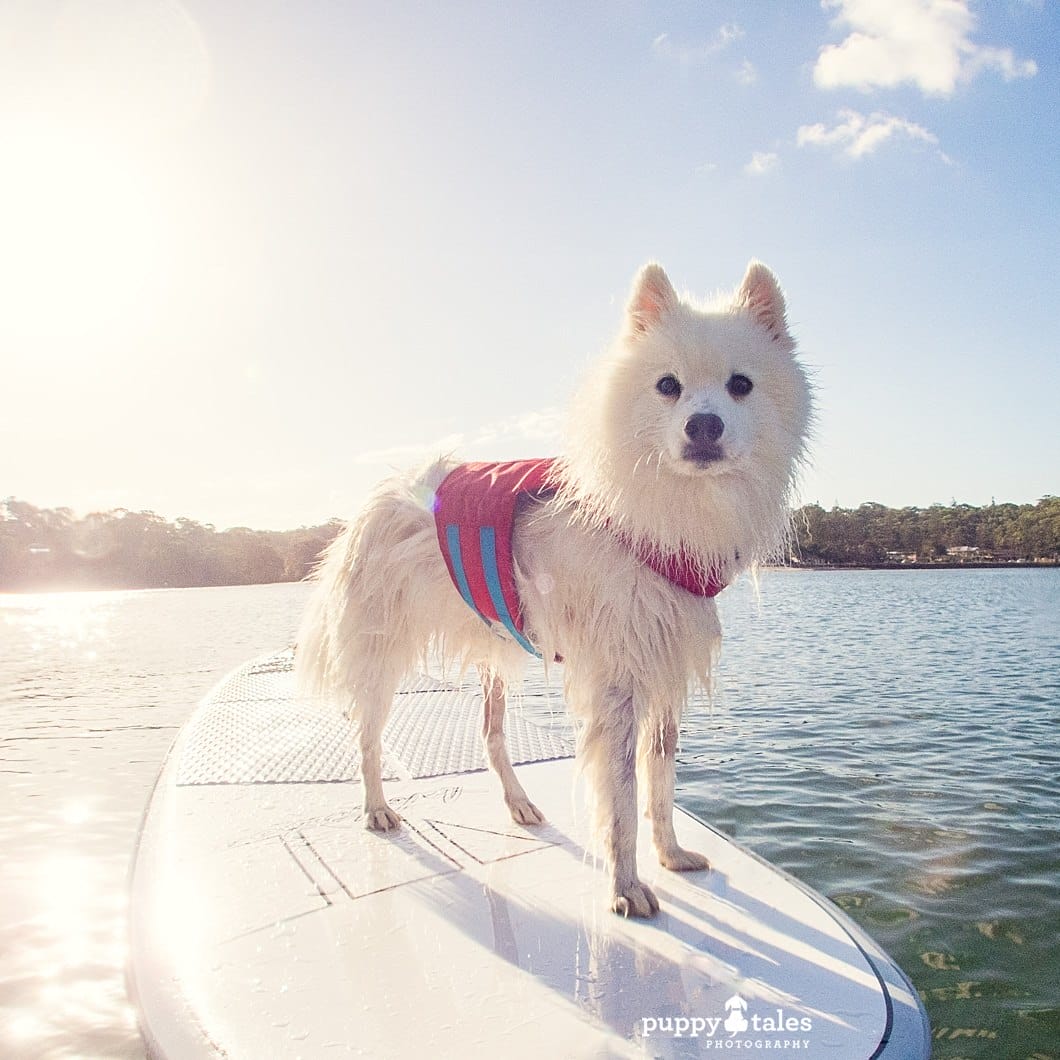 Pawsitive Travel With Dogs Paddleboarding Adventure Hounds Water Lovers