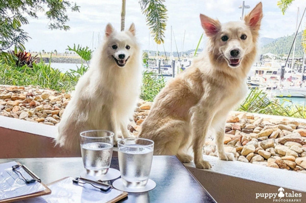 Dog Friendly Cafe Airlie Beach Feature