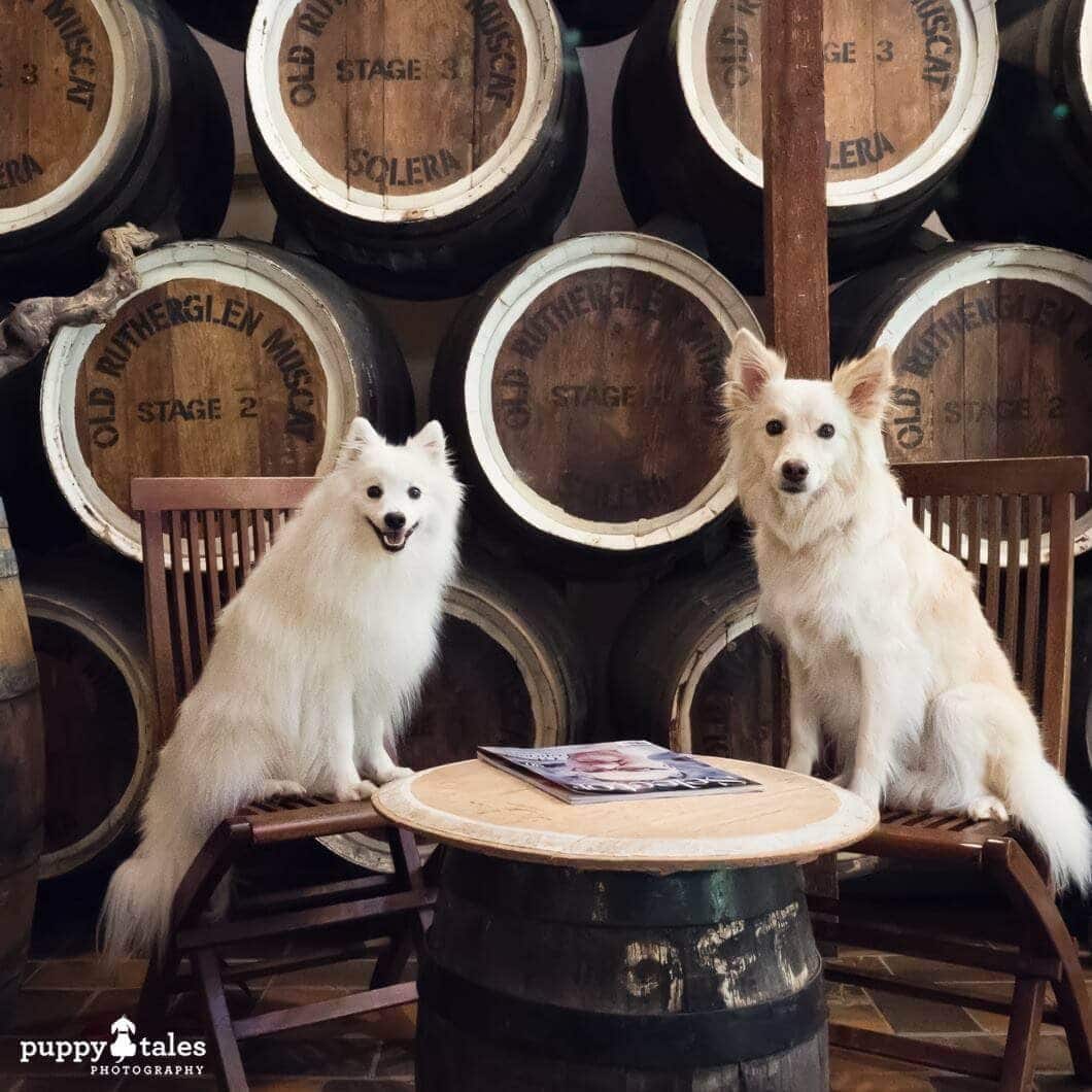 Pawsitive Travel With Dogs Gourmet Experiences Dogs About Town Winery Visit