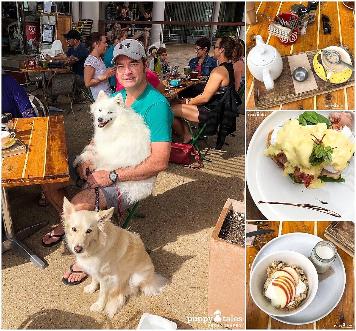 Dog Friendly Cafes Airlie Beach Fat Frog Beach Cafe
