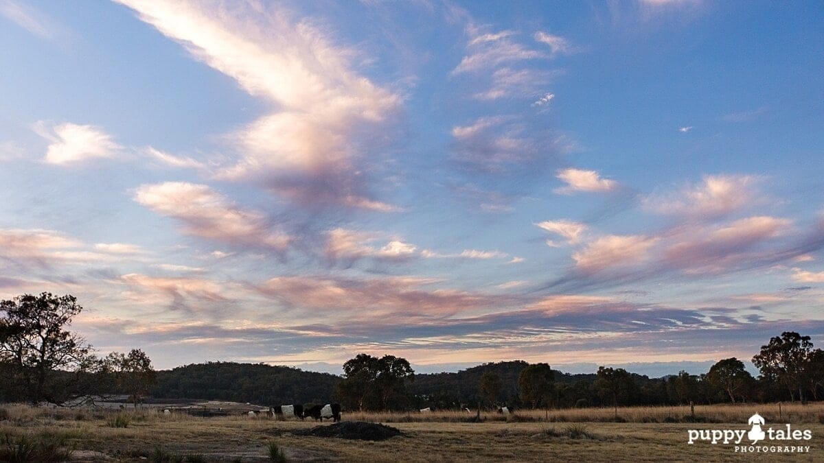 puppytalesphotographyalure stanthorpe dogfriendlyaccommodation3