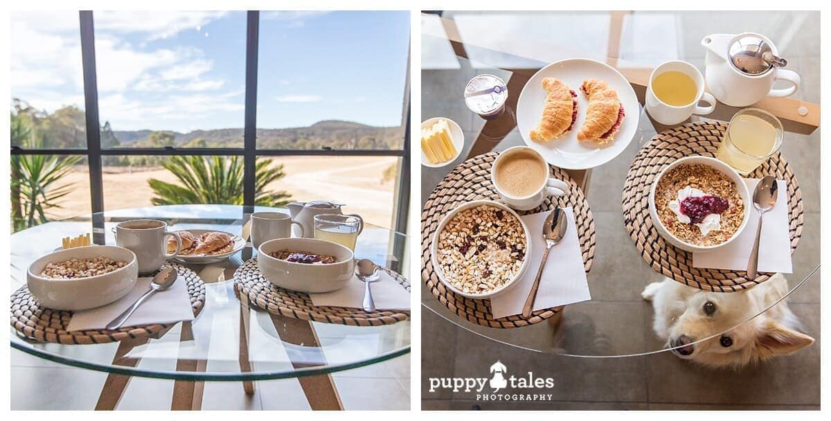 puppytalesphotographyalure stanthorpe dogfriendlyaccommodation6