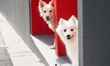 Pawsitive Travel With Dogs Dogs About Town Feature