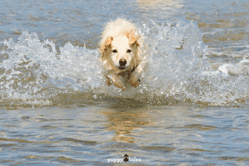 Pawsitive Travel With Dogs Water Lovers Feature