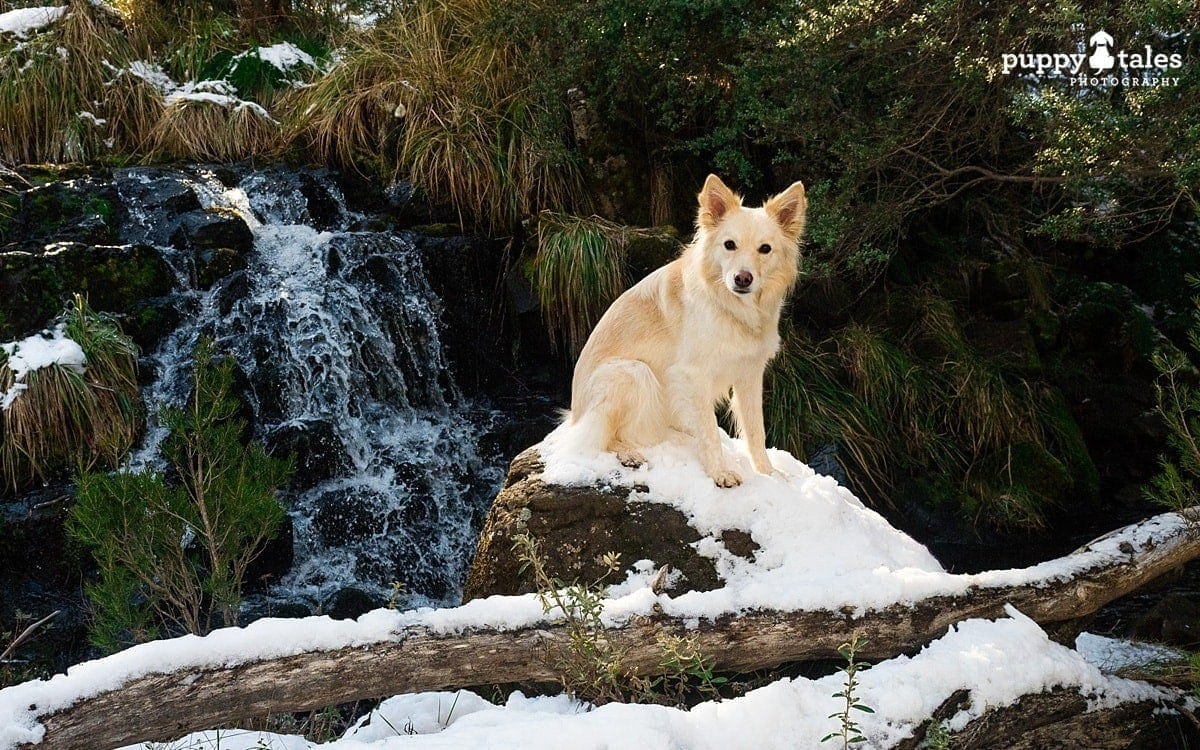 Border Collie sitting on a snow-covered rock at Dinner Plain