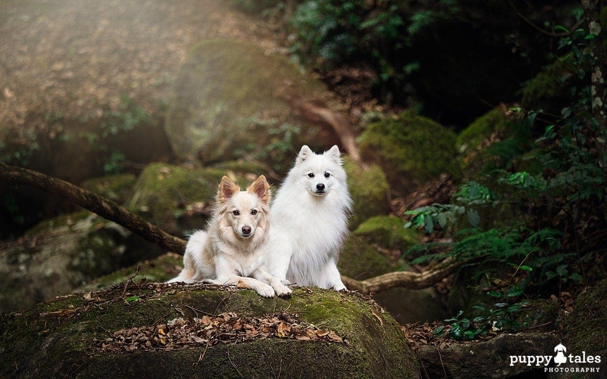 Border Collie and Japanese Spitz sitting on a big rock at Kangaroo Valley