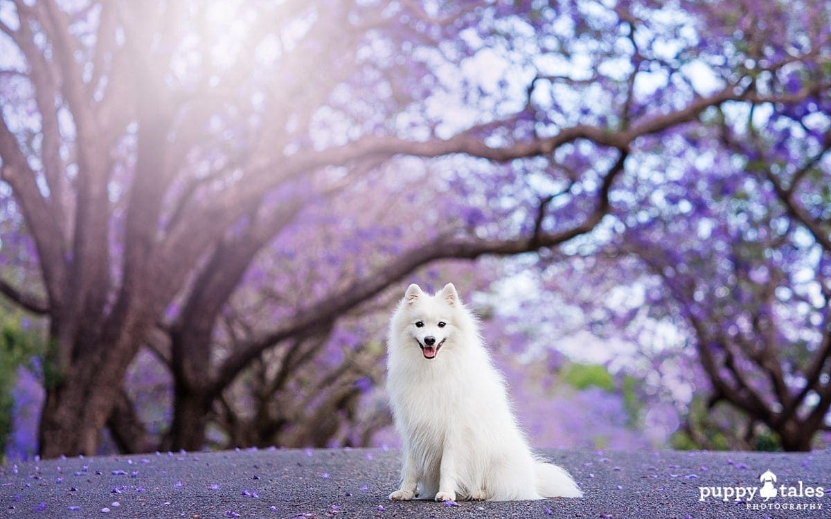 a white Japanese Spitz dog with purple-colored backdrop