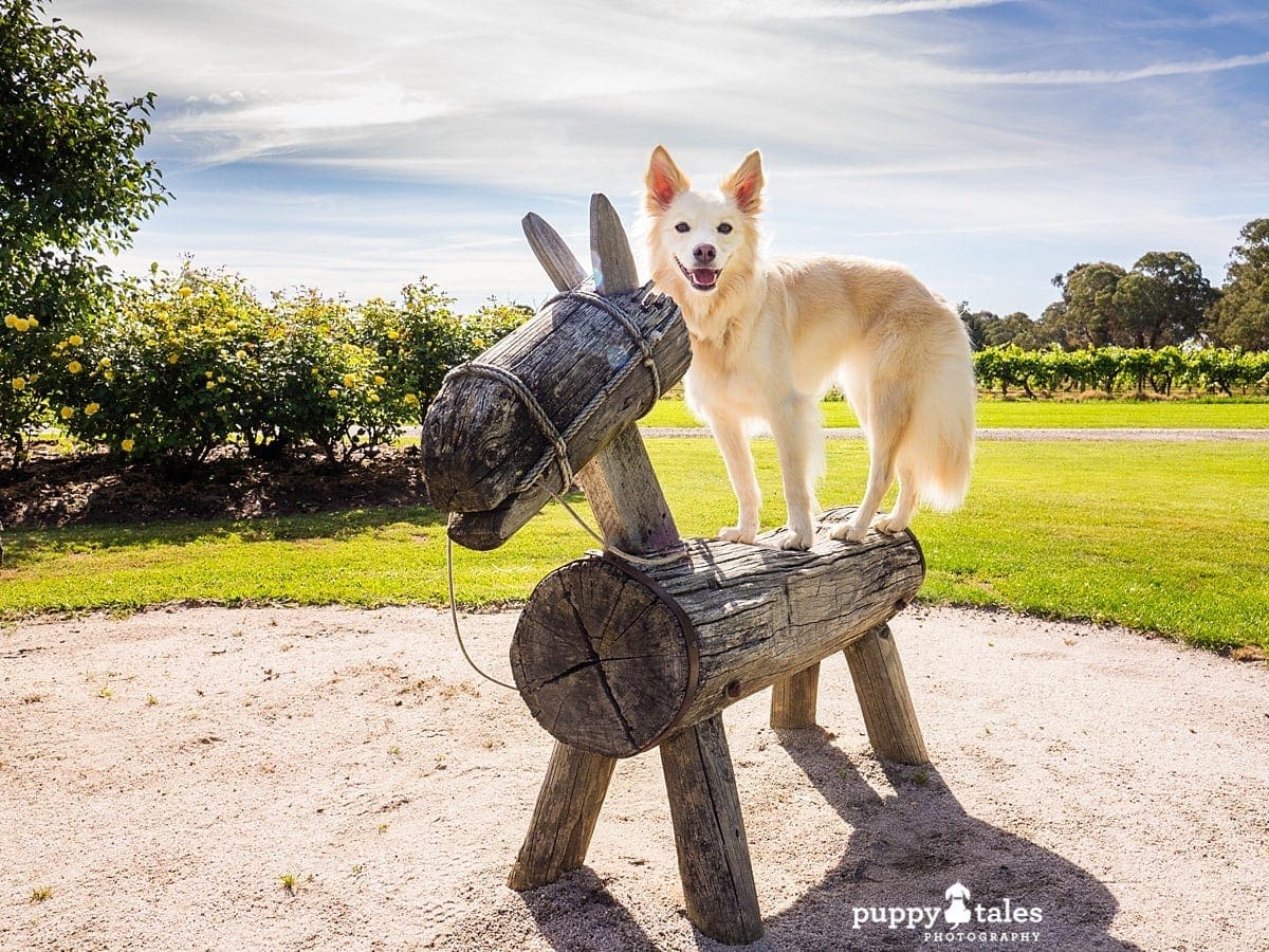 Border Collie standing at a wooden horse figurine