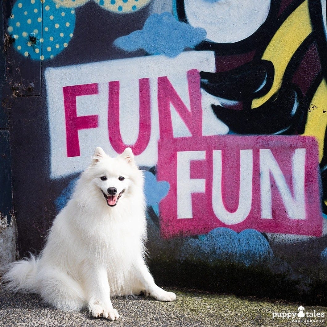 a white Japanese Spitz dog sitting next to a graffiti wall