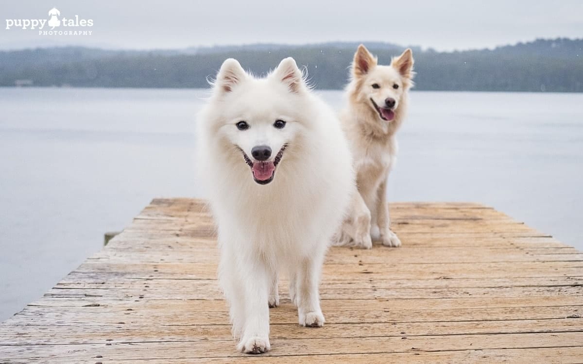 Japanese Spitz and Border Collie candid photo on a dock