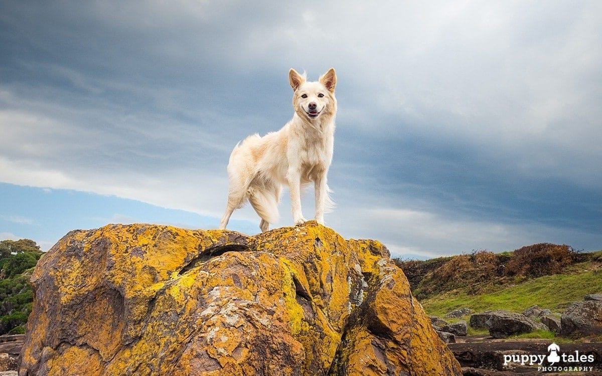 a Border Collie dog standing on top of a rock