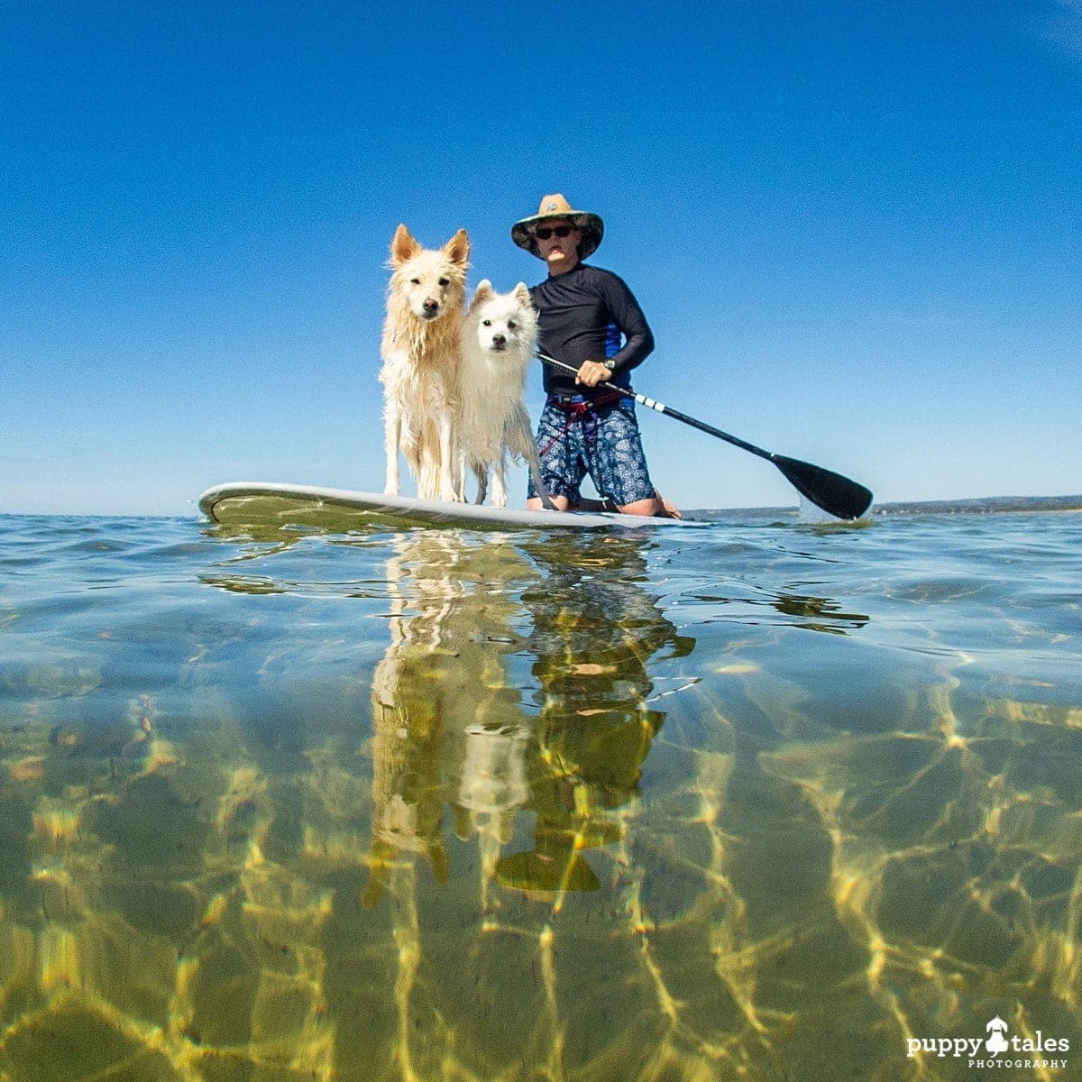 a man paddleboarding with two dogs