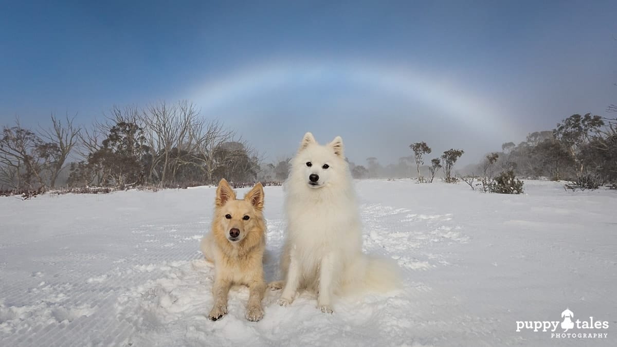 Border Collie and Japanese Spitz on a snow-covered ground with rainbow on the background