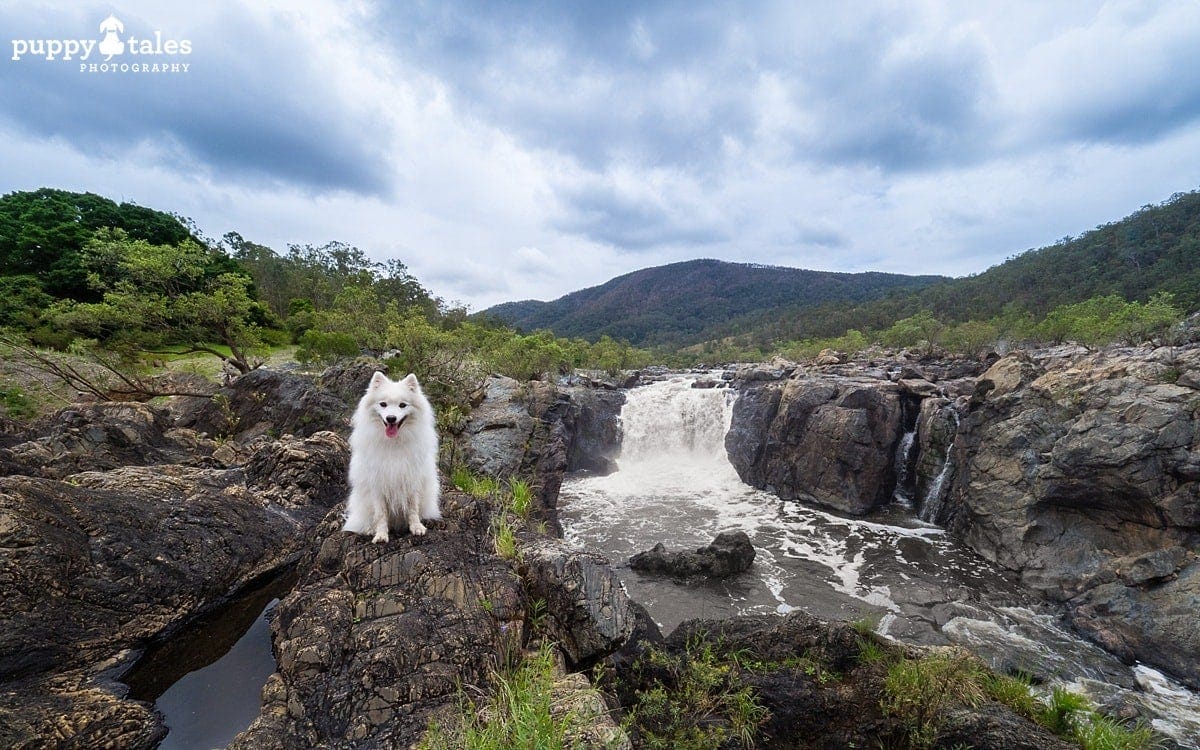 Japanese Spitz on a river landscape 