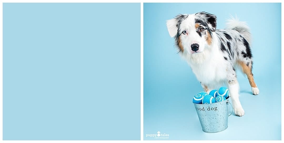 Puppy Tales Photography Studio - Sky Blue Background