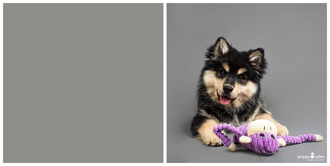 Puppy Tales Photography Studio - Neutral Grey Background