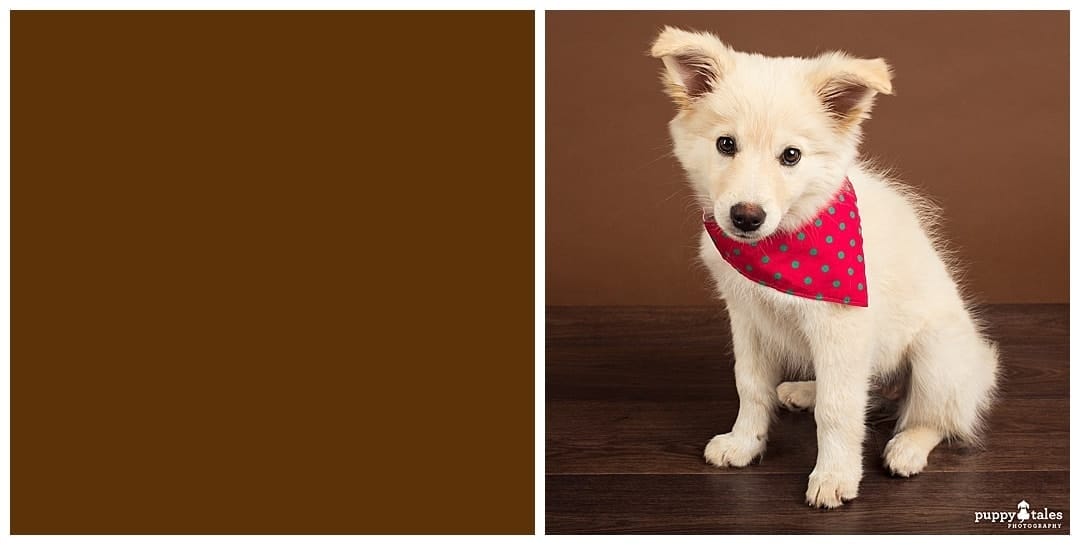Puppy Tales Photography Studio - Coco Brown Background
