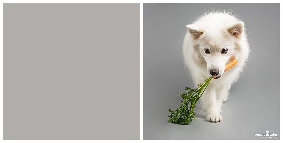 Puppy Tales Photography Studio - Pursuit Grey Background