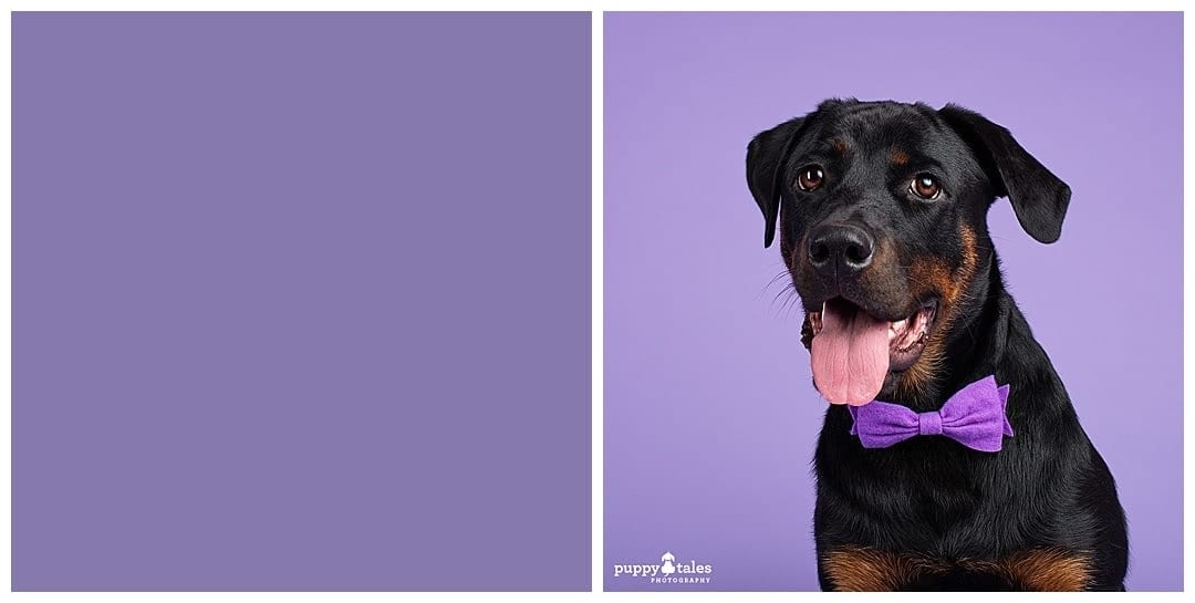 Puppy Tales Photography Studio - Purple Background