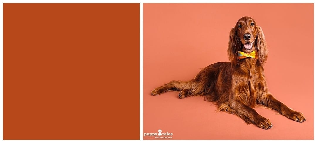 Puppy Tales Photography Studio - Bright Orange Background