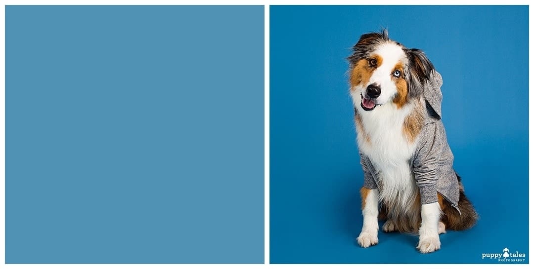 Puppy Tales Photography Studio - Marine Blue Background