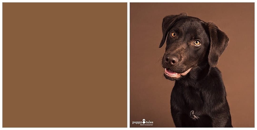 Puppy Tales Photography Studio - Nutmeg Background