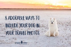 dog travel photos