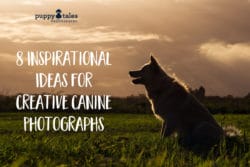 Puppy Tales Photography: Creative Dog Photo Ideas