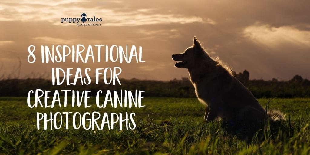 8 Inspirational Ideas for Creative Canine Photographs Title