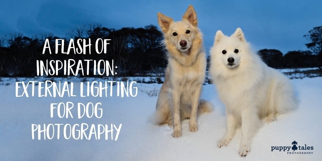 Puppy Tales Photography: External Lighting for Dog Photography